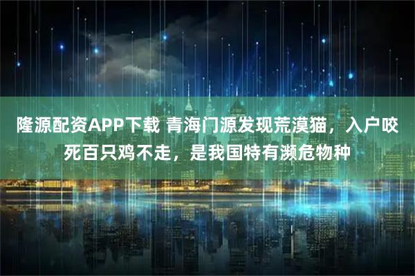 隆源配资APP下载 青海门源发现荒漠猫，入户咬死百只鸡不走，是我国特有濒危物种
