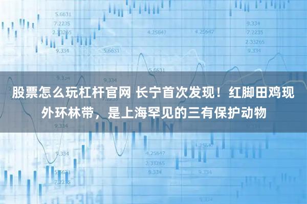 股票怎么玩杠杆官网 长宁首次发现！红脚田鸡现外环林带，是上海罕见的三有保护动物