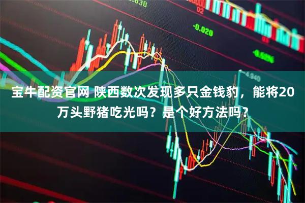 宝牛配资官网 陕西数次发现多只金钱豹，能将20万头野猪吃光吗？是个好方法吗？