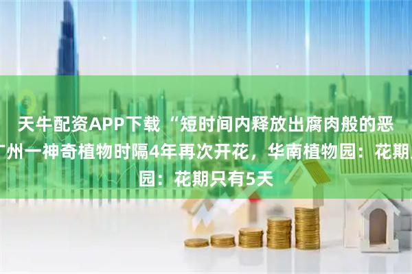 天牛配资APP下载 “短时间内释放出腐肉般的恶臭”，广州一神奇植物时隔4年再次开花，华南植物园：花期只有5天